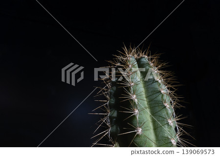 Close up of cactus on dark background 139069573