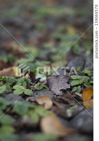 Small gray mushroom with thin stem Small gray mushroom with thin stem 139069578