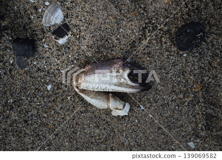 Broken crab claw on beach sand Broken crab claw on beach sand 139069582