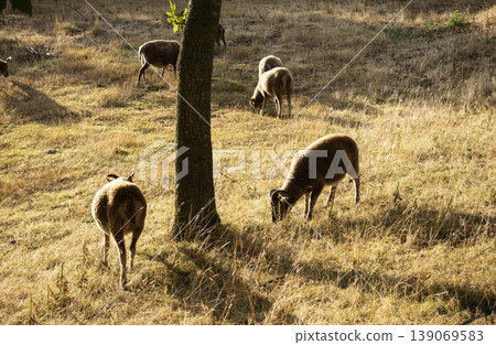 Herd of castlemilk moorit sheep grazing in a meadow on sunny day Herd of castlemilk moorit sheep grazing in a meadow on sunny day 139069583
