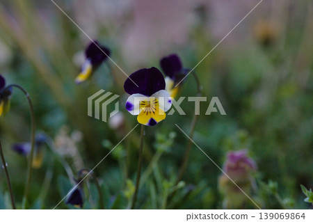 三色堇花 三色堇花 139069864