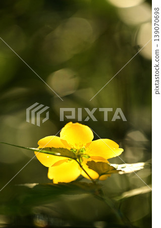 黃花 黃花 139070698