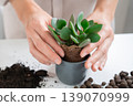 Young Woman Transplants a Crassula ovata Houseplant into a Ceramic Pot at home 139070999