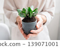 Young Woman Transplants a Crassula ovata Houseplant into a Ceramic Pot at home 139071001
