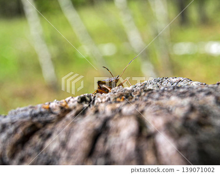 Beautiful longhorn beetle with long antennae climbing out of an old log. Macro shot featuring detailed wood texture, insect chitin and a moment of exploration in the forest. High contrast 139071002
