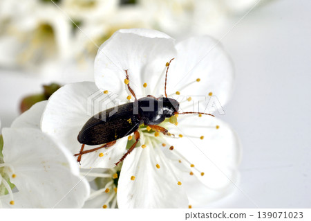 The hairy ground beetle is also known as the ground beetle. 139071023