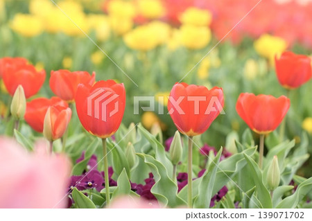  Colorful tulips 139071702