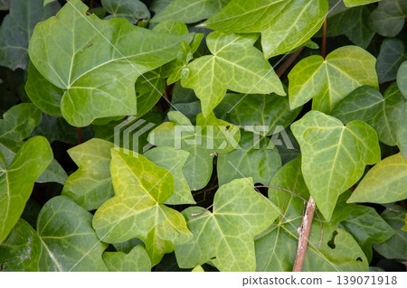 Green ivy leaves with varying shades and textures, densely clustered together in a natural setting, showcasing their unique shapes and patterns 139071918