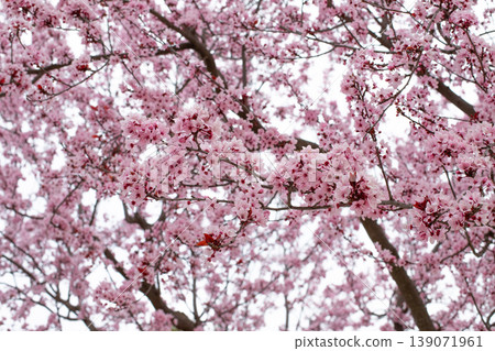 Cherry blossom tree branches filled with delicate pink flowers against a bright sky, creating a vibrant springtime atmosphere in a natural setting Cherry blossom tree branches filled with delicate pink flowers against a bright sky, creating a vibrant springtime atmosphere in a natural setting 139071961