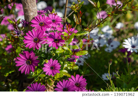 Vibrant pink and white flowers blooming in a garden, surrounded by lush green foliage and natural sunlight illuminating the scene 139071962