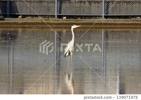 Heron looking for food Heron looking for food 139071978