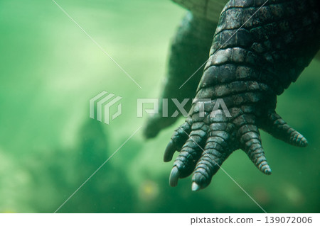 Close-up view of a crocodile's foot submerged in water, showcasing textured scales and claws against a blurred green aquatic background Close-up view of a crocodile's foot submerged in water, showcasing textured scales and claws against a blurred green aquatic background 139072006