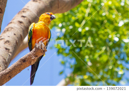 Vibrant yellow-orange parrot perched on a branch against a backdrop of green foliage and blue sky in a tropical environment 139072021