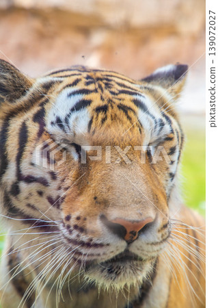 Close-up of a Bengal tiger's face with distinctive orange and black stripes, showcasing its whiskers and serene expression in a natural habitat Close-up of a Bengal tiger's face with distinctive orange and black stripes, showcasing its whiskers and serene expression in a natural habitat 139072027