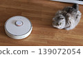 Domestic scene featuring a fluffy gray cat resting beside a robotic vacuum cleaner on a wooden floor in a cozy living room environment 139072054