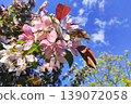 Pink and white blossoms of flowering tree against a clear blue sky with green foliage in the background during spring season 139072058