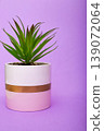Potted succulent plant in a modern ceramic pot with pink and gold accents against a vibrant purple background 139072064