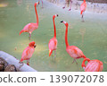 Group of pink flamingos standing in shallow water with a natural habitat background featuring greenery and a sandy edge 139072078