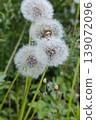 Group of dandelion seed heads with fluffy white puffs and green foliage in a natural outdoor setting during spring or summer 139072096