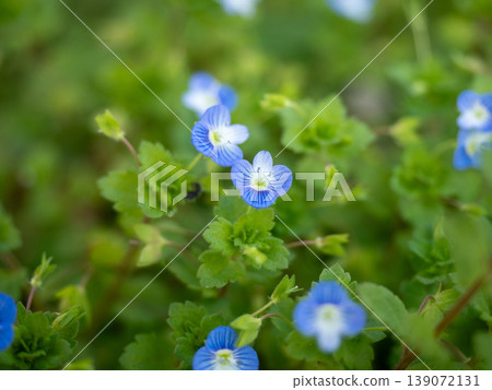 波斯Speedwell 波斯Speedwell 139072131
