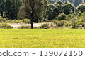 Wild red fox running across vast green meadow with dense forest in the background. Captured in natural habitat during sunny day, this image showcases wildlife in its environment, highlighting themes 139072150