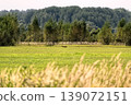 Wild red fox running across vast green meadow with dense forest in the background. Captured in natural habitat during sunny day, this image showcases wildlife in its environment, highlighting themes 139072151