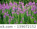Vibrant field of blooming Fireweed (Chamaenerion angustifolium) with tall spikes of bright pink and purple flowers against lush green foliage background. 139072152