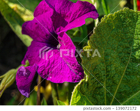 Rich amazing purple and lilac petunia flower in a macro shot. Detailed velvet texture of vibrant violet petals with delicate veins in natural light. Elegant botanical portrait of a garden bloom. Rich amazing purple and lilac petunia flower in a macro shot. Detailed velvet texture of vibrant violet petals with delicate veins in natural light. Elegant botanical portrait of a garden bloom. 139072172