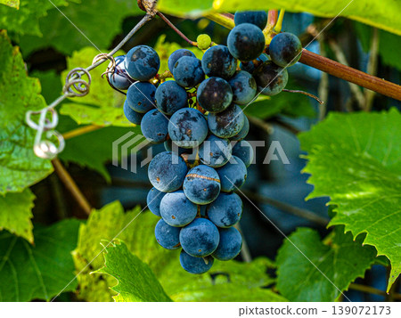 Ultra-sharp macro of ripe black grapes with a bluish patina. Detailed cluster of dark berries with wax bloom in green foliage. High-contrast botanical photography with vivid textures and clarity Ultra-sharp macro of ripe black grapes with a bluish patina. Detailed cluster of dark berries with wax bloom in green foliage. High-contrast botanical photography with vivid textures and clarity 139072173