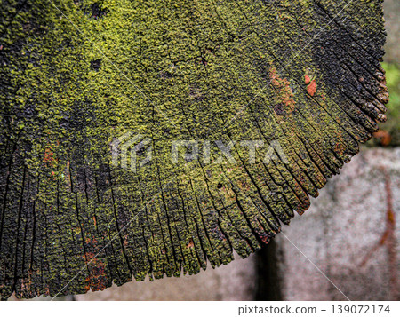 Wet ancient log end grain overgrown with moist emerald moss. Detailed macro of soaked wood texture with growth rings and cracks in a deep swampy green palette. Dark organic decay and humidity Wet ancient log end grain overgrown with moist emerald moss. Detailed macro of soaked wood texture with growth rings and cracks in a deep swampy green palette. Dark organic decay and humidity 139072174