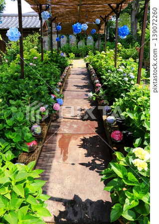 風景與繡球花 風景與繡球花 139072260