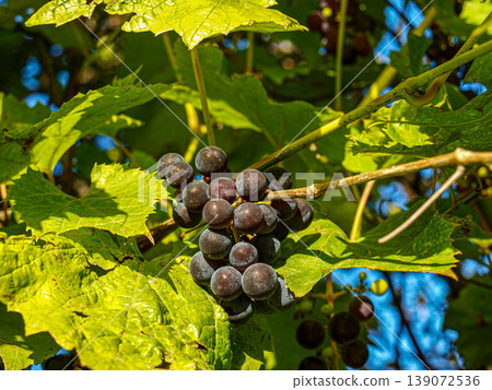 Ripe black grapes on a bright green foliage background in the summer heat. Detailed macro of dark berries with natural wax bloom and vibrant leaves in intense sunlight. Viticulture harvest Ripe black grapes on a bright green foliage background in the summer heat. Detailed macro of dark berries with natural wax bloom and vibrant leaves in intense sunlight. Viticulture harvest 139072536