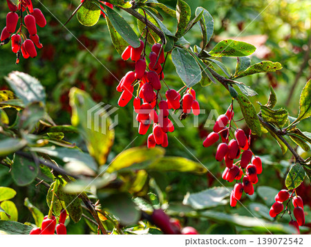 Ripe red barberry bunches in dramatic backlighting. Macro shot with rim light effect, glowing berries and vibrant scarlet texture against the sun. Radiant botanical composition with high contrast Ripe red barberry bunches in dramatic backlighting. Macro shot with rim light effect, glowing berries and vibrant scarlet texture against the sun. Radiant botanical composition with high contrast 139072542