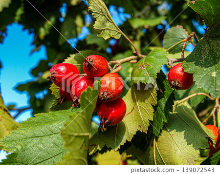 Ripe red hawthorn berries on a branch against a clear blue sky. Minimalist macro shot featuring vibrant scarlet fruit, sharp graphic lines and a powerful chromatic contrast. Autumn nature Ripe red hawthorn berries on a branch against a clear blue sky. Minimalist macro shot featuring vibrant scarlet fruit, sharp graphic lines and a powerful chromatic contrast. Autumn nature 139072543