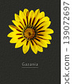 Gazania 139072697