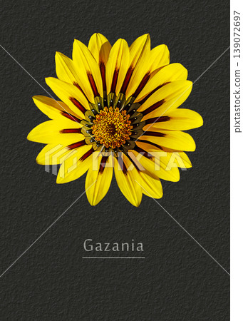 Gazania 139072697