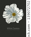 White cosmos 139072702