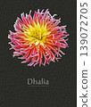 Dhalia 139072705