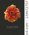 Orange Dahlia 139072707
