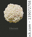 Viburnum 139072708