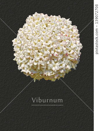 Viburnum 139072708