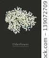 Elderflower 139072709
