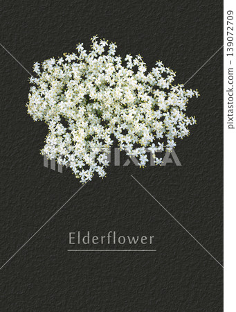 Elderflower 139072709