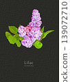 Lilac 139072710