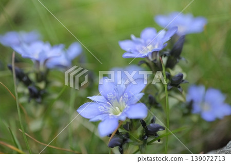特寫鏡頭下的山地龍膽－夏季山間盛開的藍色高山植物，帶來清新自然的氣息。 139072713