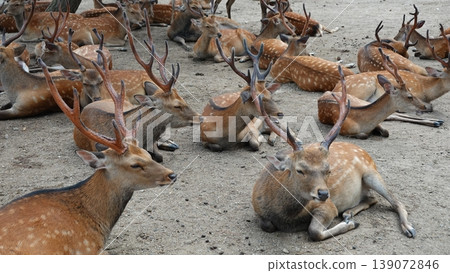 A deer A deer 139072846