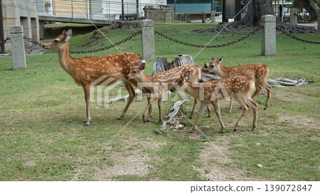 A deer 139072847