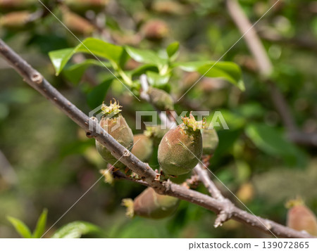 冬青（Chimonanthus praecox）的果實：未成熟的假果和成熟果實階段。是春季植物觀察的有用資源。 139072865