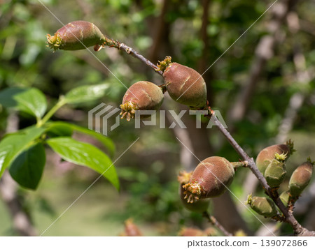 The fruits of the winter sweet (Chimonanthus praecox): immature false fruits and fruiting stages. A useful resource for spring plant observation. The fruits of the winter sweet (Chimonanthus praecox): immature false fruits and fruiting stages. A useful resource for spring plant observation. 139072866