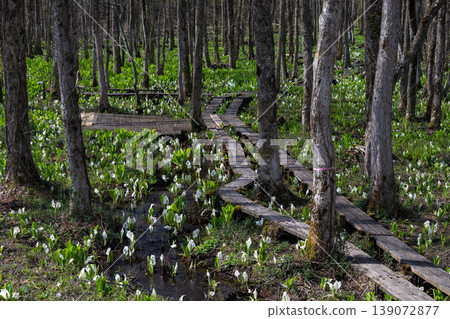 A cluster of skunk cabbage plants spreads across the alder forest of Sashimaki Marsh in Akita Prefecture. A cluster of skunk cabbage plants spreads across the alder forest of Sashimaki Marsh in Akita Prefecture. 139072877